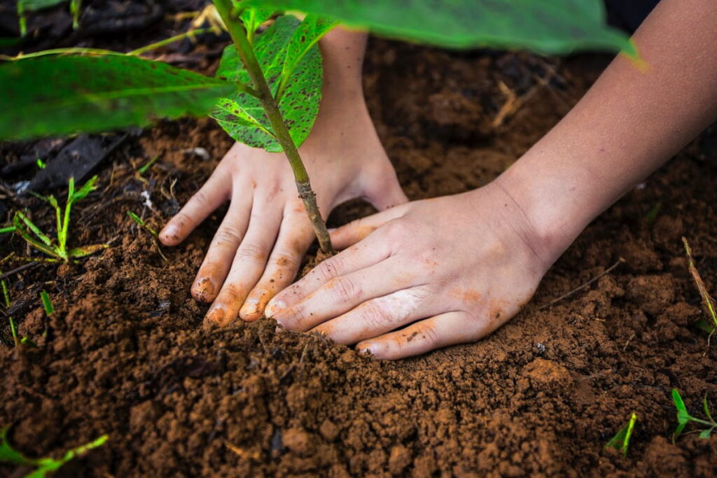 Plantando un arbolito